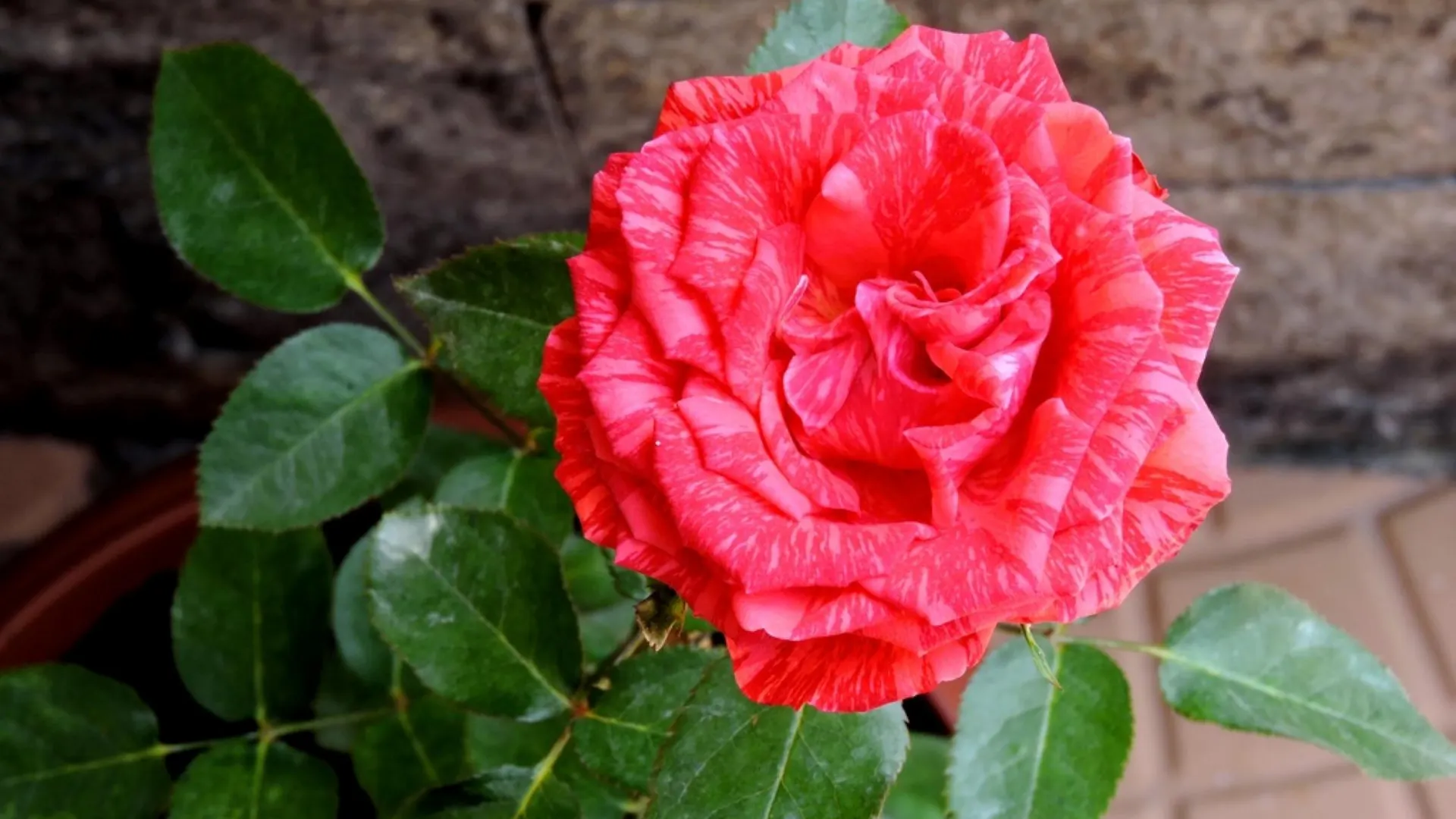 Pousada Pedra Rosa Florianopolis Inn